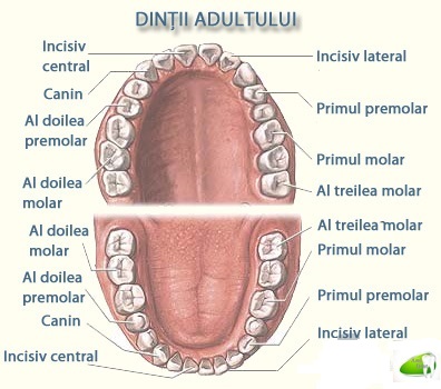 rădăcinile dinților și vederea